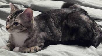 Kerry -  Domestic Short Hair Cat for Adoption in St. Peters, Missouri - Kerry | PetCurious