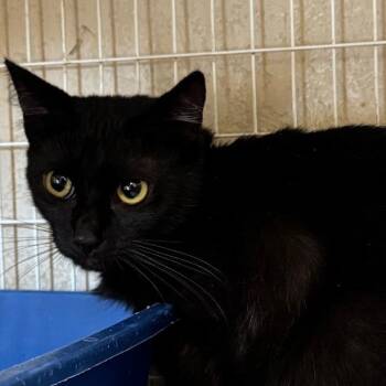 Lofi -  Domestic Short Hair Cat for Adoption in Medford, Oregon - Lofi | PetCurious