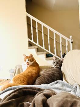 Swan & Fennec -  Domestic Short Hair and Tabby Cat for Adoption in Mooresville, North Carolina - Swan & Fennec | PetCurious