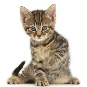 Hermes.m -  Domestic Short Hair Cat for Adoption in Tampa, Florida - Hermes.m | PetCurious