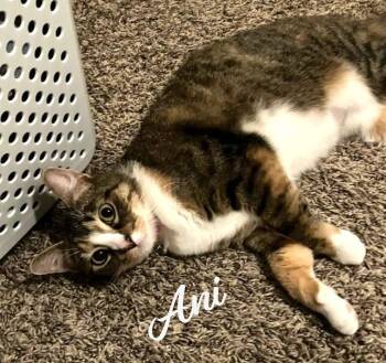 Torbie and Tuxedo Cats Available for Adoption - Ani #super-friendly | PetCurious