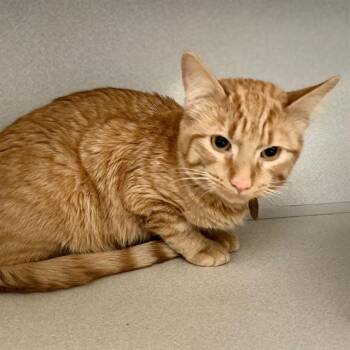 Domestic Short Hair Cats Available for Adoption in Aurora, Colorado - NICO | PetCurious