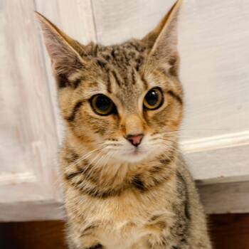 Rescue Domestic Short Hair Cats for Adoption in Greenfield, Indiana - Kola Nut | PetCurious