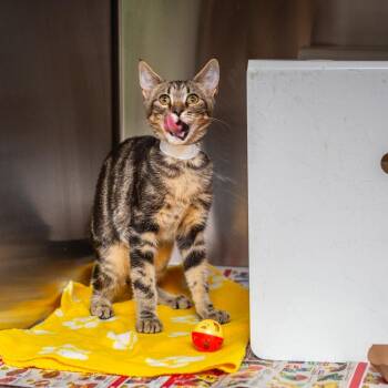 Nacho -  Domestic Short Hair Cat for Adoption in Hattiesburg, Mississippi - Nacho | PetCurious