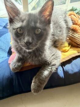 PARSNIP - Foodie Litter (and siblings) -  Domestic Medium Hair Cat for Adoption in Hillsboro, Oregon - PARSNIP - Foodie Litter (and Siblings) | PetCurious