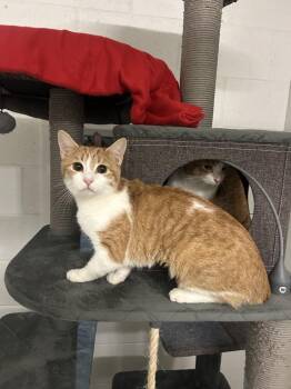 Domestic Short Hair Cats Available for Adoption - Phoebe (cat) | PetCurious