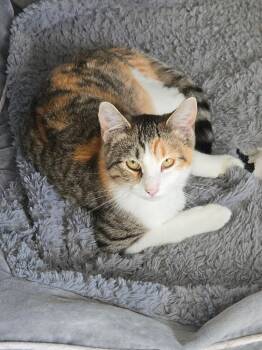 Rescue Domestic Short Hair Cats for Adoption in Ogden, Utah - Abby | PetCurious