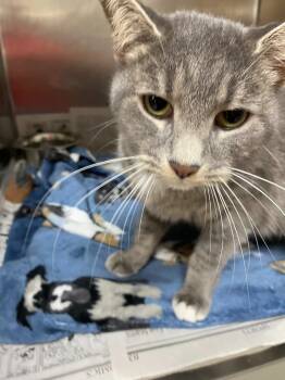 Domestic Short Hair Cats Available for Adoption - Lenny | PetCurious