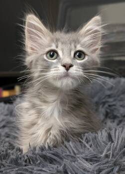 Goku (friendly) -  Domestic Medium Hair Cat for Adoption in Los Angeles, California - Goku (friendly) | PetCurious