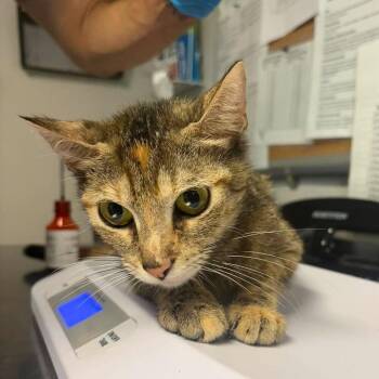 Missy -  Domestic Short Hair Cat for Adoption in Bolivar, Missouri - Missy | PetCurious