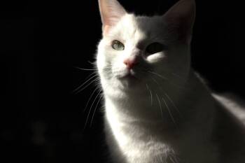 Domestic Short Hair Cats Available for Adoption in Montreal, Quebec - Avoine | PetCurious