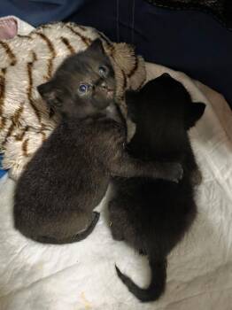 Domestic Short Hair Cats Available for Adoption in Virginia Beach, Virginia - Vanellope 