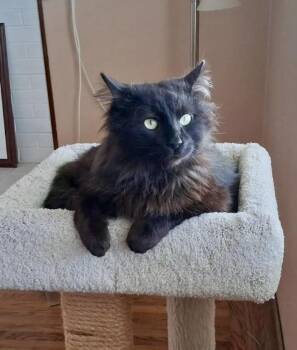 Domestic Medium Hair Cats Available for Adoption in Half Moon Bay, California - Cosmo | PetCurious