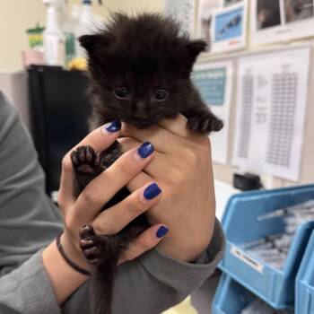 Milo -  Domestic Medium Hair Cat for Adoption in Chicago, Illinois - Milo | PetCurious