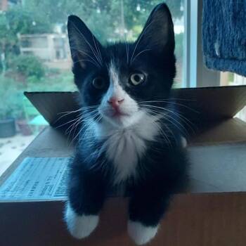 Ulf -  Domestic Short Hair Cat for Adoption in York, Pennsylvania - Ulf | PetCurious