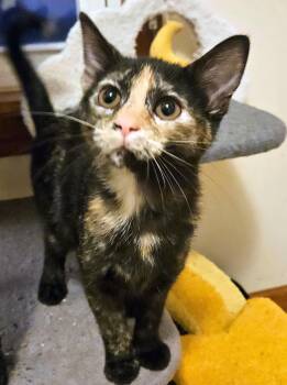 Rescue Domestic Short Hair Cats for Adoption - Hazel | PetCurious