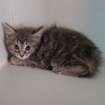 Cari -  Domestic Medium Hair Cat for Adoption in Jefferson City, Tennessee - Cari | PetCurious