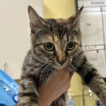 Pasta -  Domestic Short Hair Cat for Adoption in Dover, New Hampshire - Pasta | PetCurious