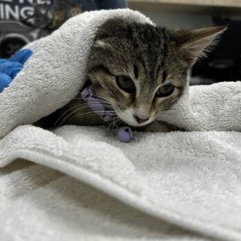 Rescue Domestic Short Hair Cats for Adoption in Chattanooga, Tennessee - Penne | PetCurious