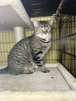 Rescue Domestic Short Hair Cats for Adoption in Temperance, Michigan - Mimi | PetCurious