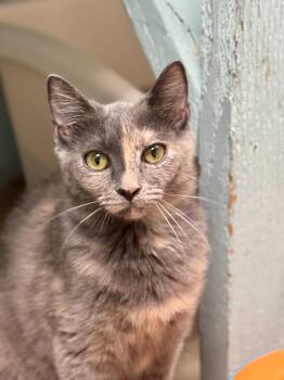 Domestic Short Hair Cats Available for Adoption in Rochester, New Hampshire - Lucy | PetCurious