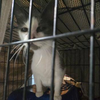Margie -  Domestic Short Hair Cat for Adoption in Evensville, Tennessee - Margie | PetCurious