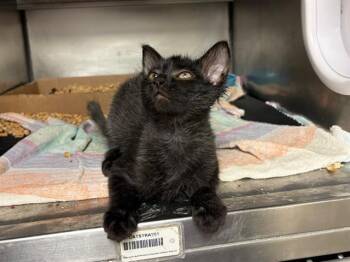 APPLE JACK -  Domestic Short Hair Cat for Adoption in Fort Wayne, Indiana - APPLE JACK | PetCurious