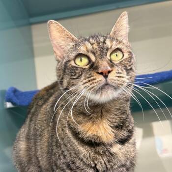 Candy Corn -  Domestic Short Hair Cat for Adoption in Buffalo, New York - Candy Corn | PetCurious