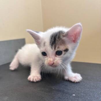 Thor -  Domestic Short Hair Cat for Adoption in Pasadena, California - Thor | PetCurious