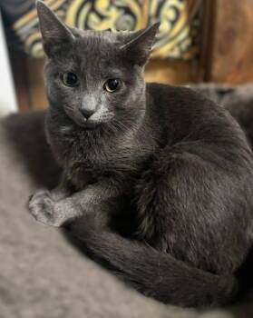 Iris -  Russian Blue and Domestic Short Hair Cat for Adoption in Hamilton, Ontario - Iris | PetCurious