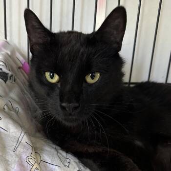 Conjure -  Domestic Medium Hair Cat for Adoption in Los Angeles, California - Conjure | PetCurious