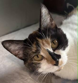 Domestic Short Hair Cats Available for Adoption in Dalzell, Illinois - Jacee | PetCurious