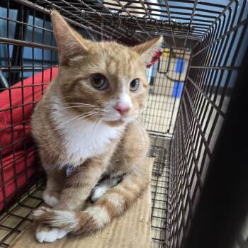 AHNJ-Stray-122208 -  Domestic Short Hair Cat for Adoption in Newark, New Jersey - AHNJ-Stray-122208 | PetCurious