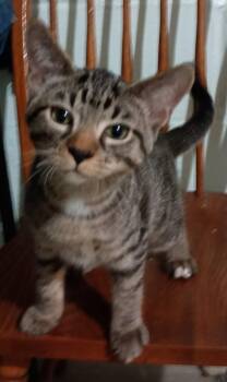 Stevie26 -  Domestic Short Hair Cat for Adoption in Milwaukee, Wisconsin - Stevie26 | PetCurious