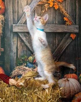 Rescue Domestic Short Hair Cats for Adoption in Lapeer, Michigan - Mason | PetCurious