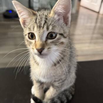 Baby Cheetah -  Domestic Short Hair Cat for Adoption in Spokane, Washington - Baby Cheetah | PetCurious