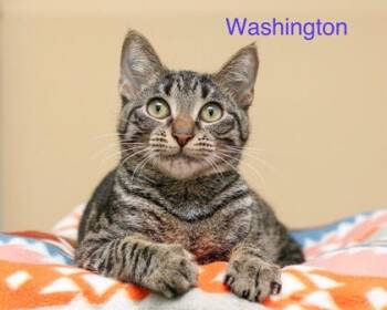 Domestic Short Hair Cats Available for Adoption - Washington | PetCurious