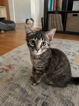 Gemini -  Domestic Short Hair Cat for Adoption in Omaha, Nebraska - Gemini | PetCurious