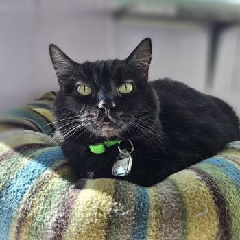 Domestic Short Hair Cats Available for Adoption - Talula (Mama Lamar) | PetCurious