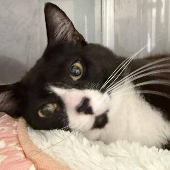 Leo (bonded w/Luna) -  Domestic Short Hair Cat for Adoption in Oakland, California - Leo (bonded W/Luna) | PetCurious