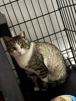 Domestic Short Hair Cats Available for Adoption in Virginia Beach, Virginia - Mama Ellie Mae | PetCurious