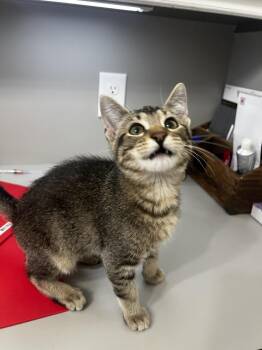 Zuzu -  Domestic Medium Hair Cat for Adoption in Blanchard, Oklahoma - Zuzu | PetCurious