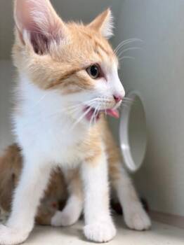 Koi -  Domestic Short Hair Cat for Adoption in Fort Collins, Colorado - Koi | PetCurious