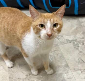 Domestic Short Hair Cats Available for Adoption in Statesboro, Georgia - Cake | PetCurious