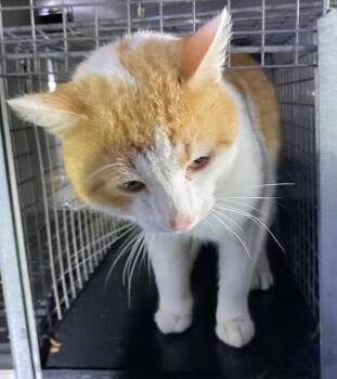 Domestic Short Hair Cats Available for Adoption - RON | PetCurious