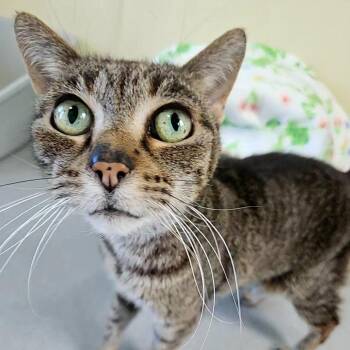 Mittens -  Domestic Short Hair Cat for Adoption in Lakewood, Colorado - Mittens | PetCurious