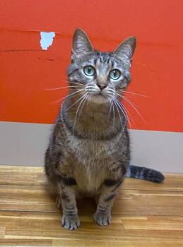 Circle -  Domestic Short Hair Cat for Adoption in Maryville, Missouri - Circle | PetCurious