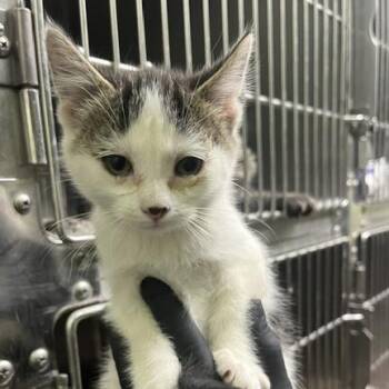 Americano -  Domestic Short Hair Cat for Adoption in Murray, Utah - Americano | PetCurious