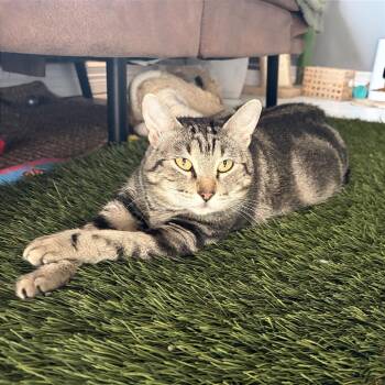 Domestic Short Hair and American Shorthair Cats Available for Adoption in Houston, Texas - Almond | PetCurious