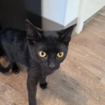 Penny -  Domestic Short Hair Cat for Adoption in Brownsboro, Alabama - Penny | PetCurious